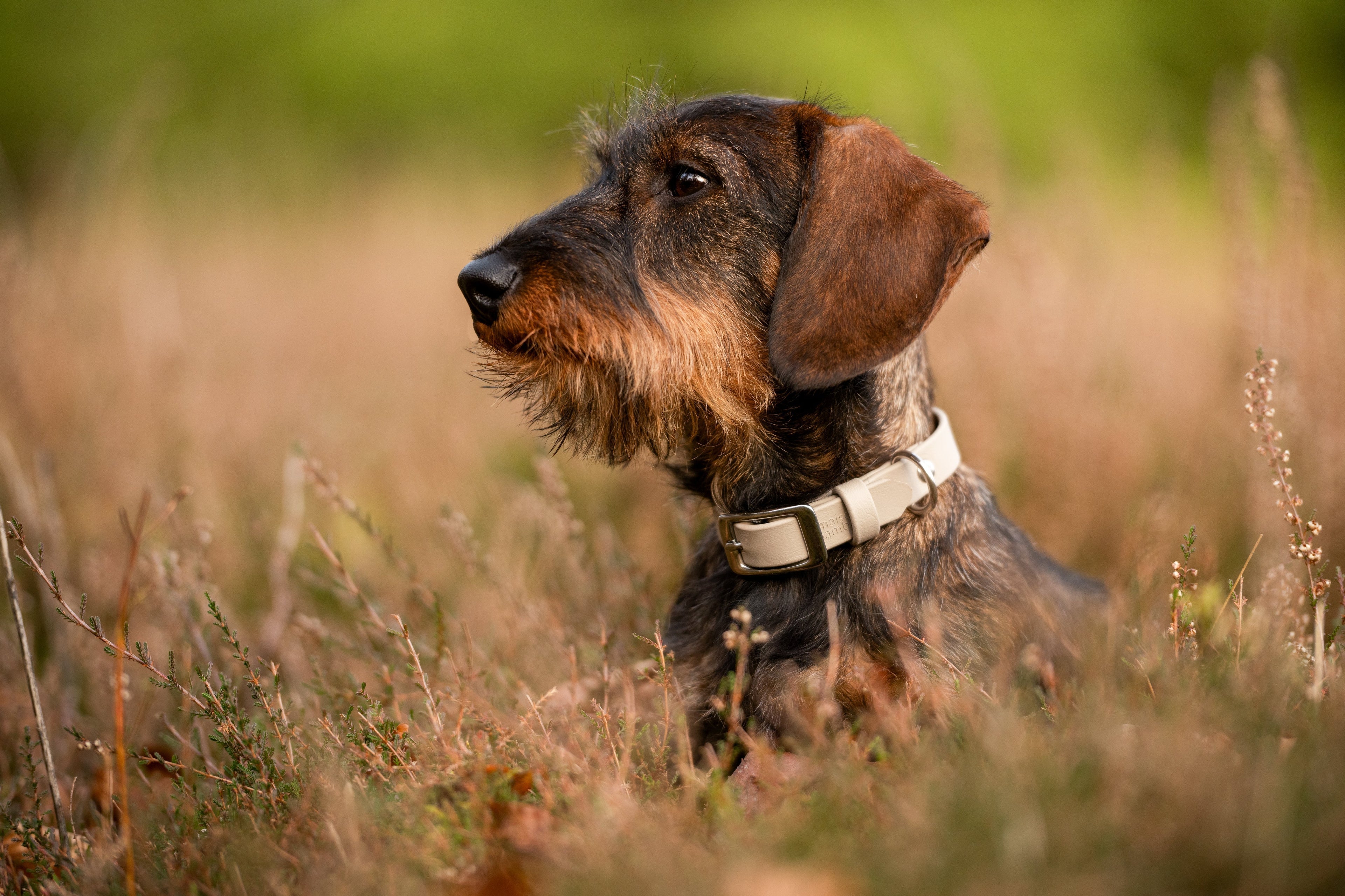 Pourquoi choisir du Biothane® pour son chien