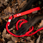 Laisse en corde simple Nuba
