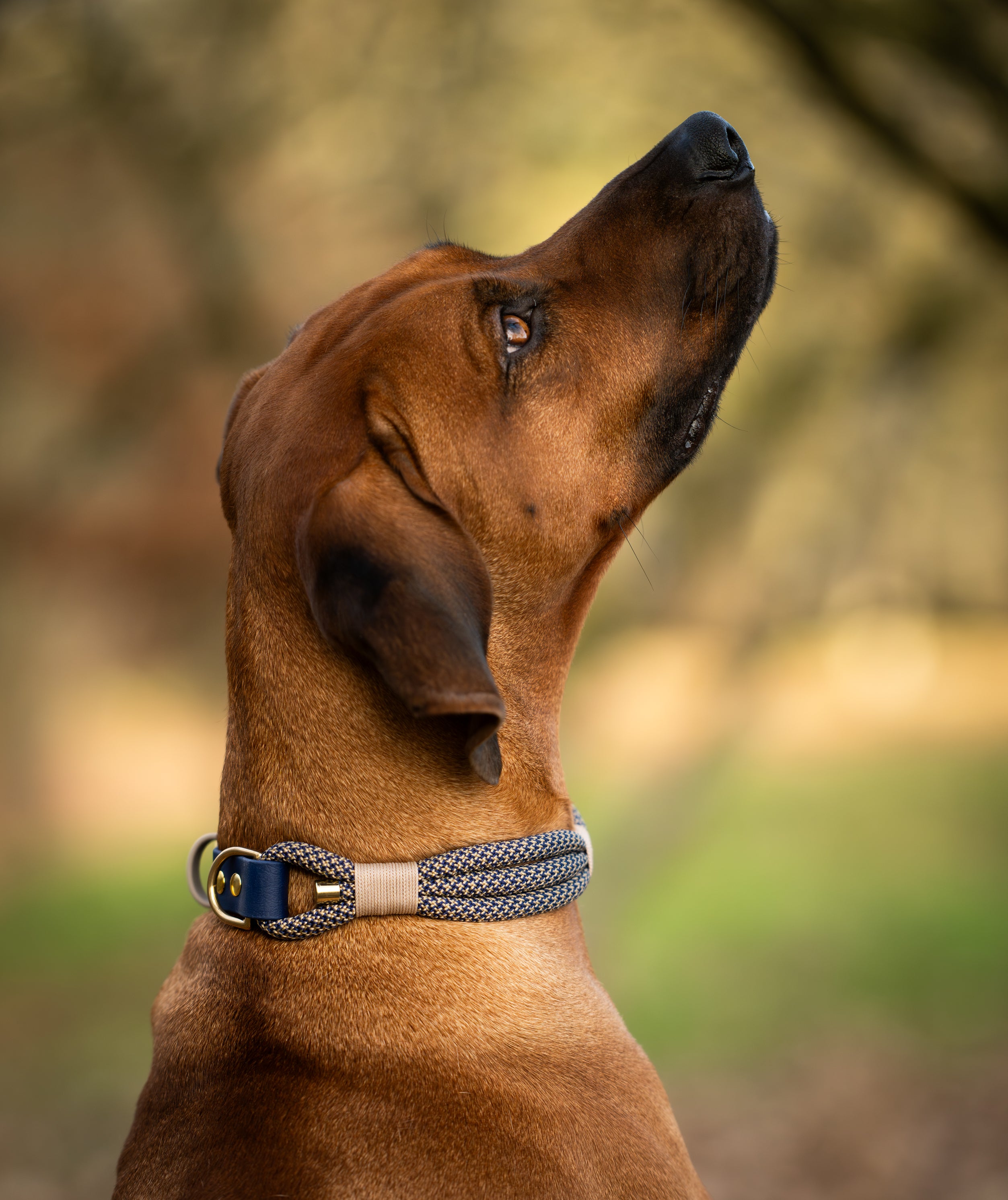Collier en corde Aslan
